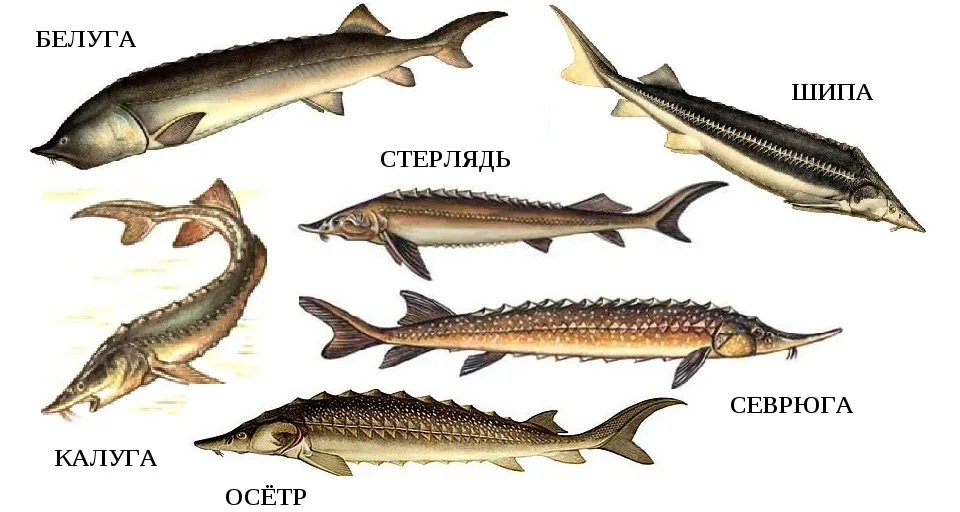 Семейство осетровых рыб